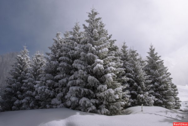 Пушистая елка в снегу