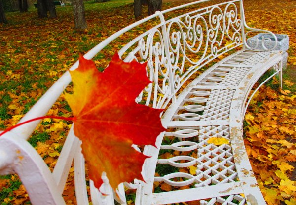 Осенняя Козина