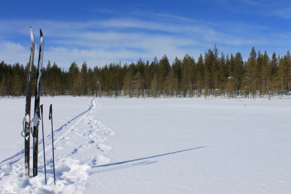 Лыжи снег лес