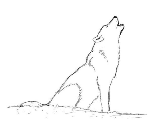 Рисунок волка карандашом для срисовки для детей