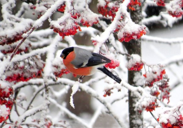 Снегирь на ветке зимой