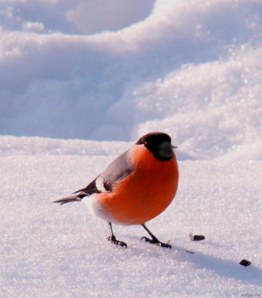 Птички на снегу