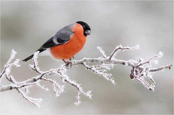 Снегири на ветке