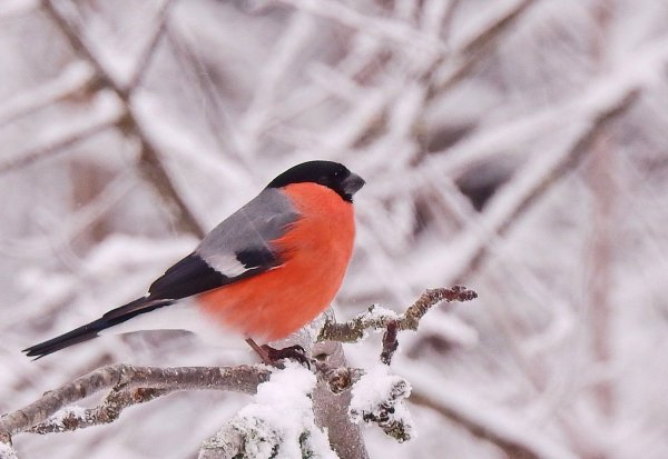 Красноголовый Снегирь