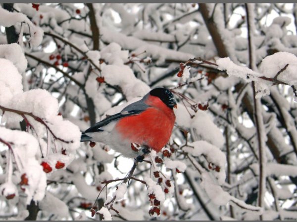 Снегири на рябине зимой