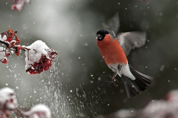 Снегирь на снежной ветке