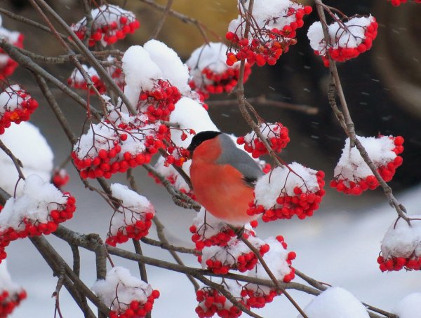 Снегирь под снегом