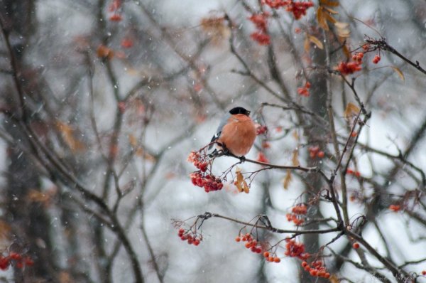 Снегири на снегу