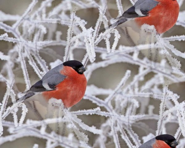 Снегириная стая