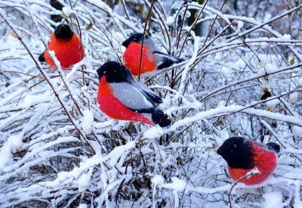 Некрасов Снегири