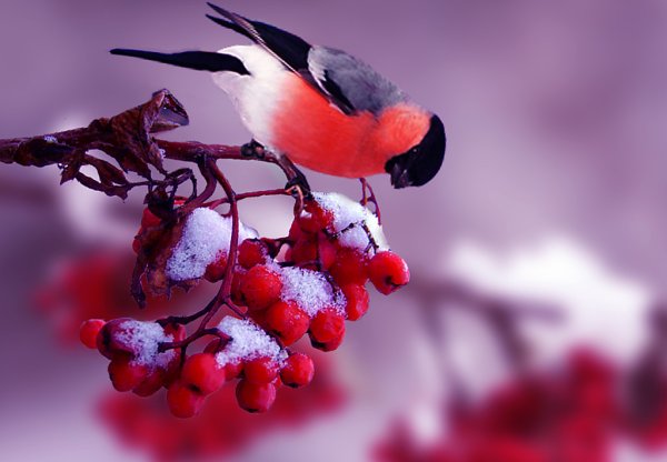 Снегирь и Калина