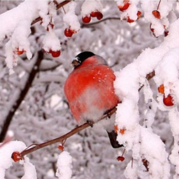 Зима Снегири