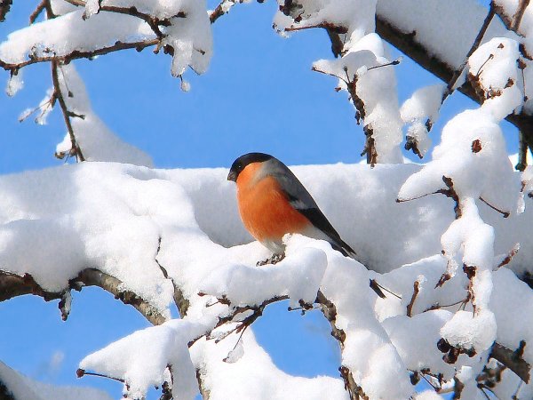 Птицы в зимнем лесу