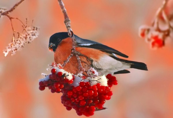 Зимующие птицы Снегирь зимой