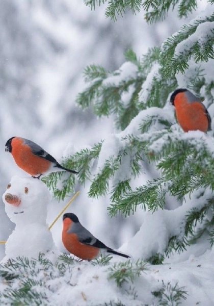 Снегири зимой