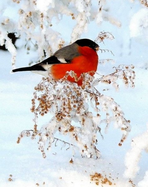 Зимующие птицы Снегирь