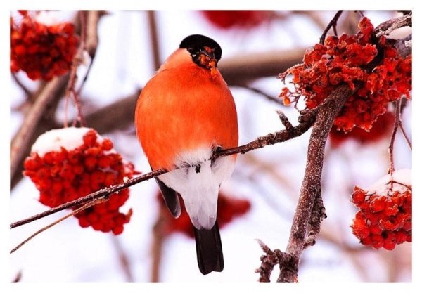 Снегири рябина снег