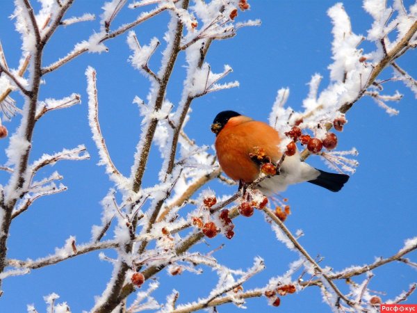 Зима Снегири