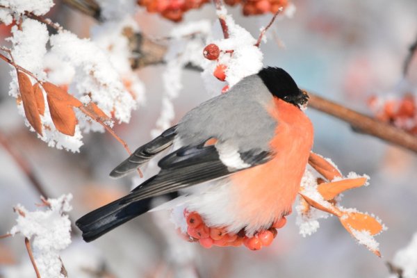 Зимующие птицы Снегирь