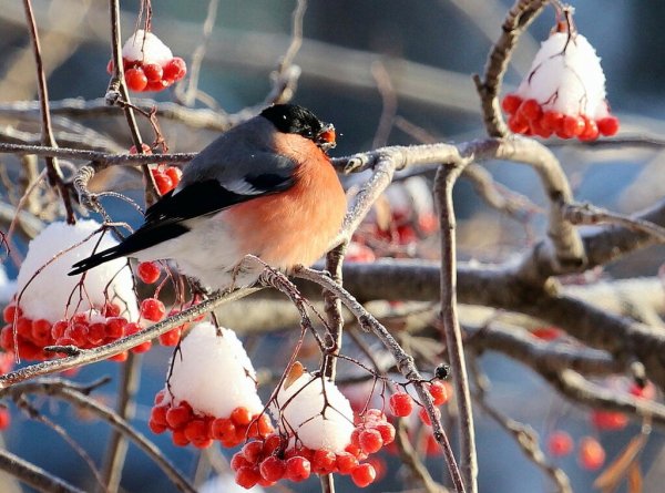 Птицы на рябине зимой