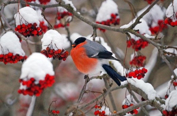 Снегири на рябине