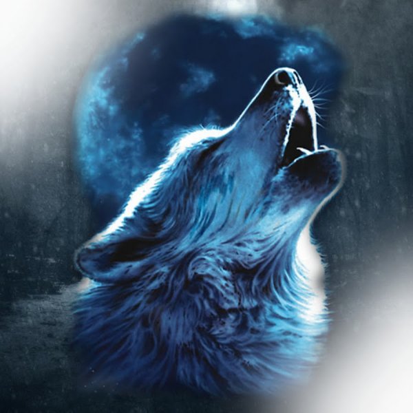 Воющий волк