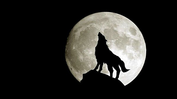 Tale of two Wolves Тарковский