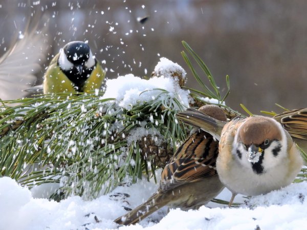 Ах снег снежок