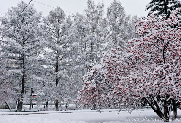 Наступила зима выпал первый снег