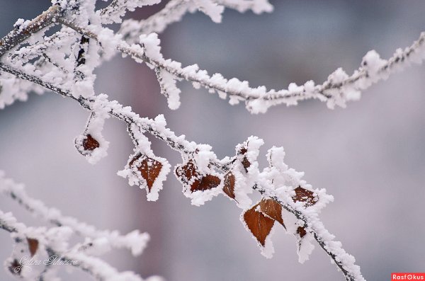 Заснеженная веточка