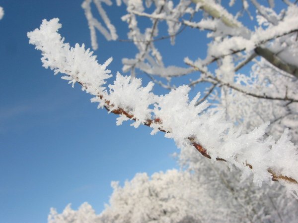Ветки в снегу