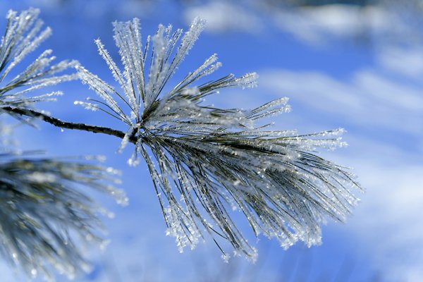 Зимняя ветка