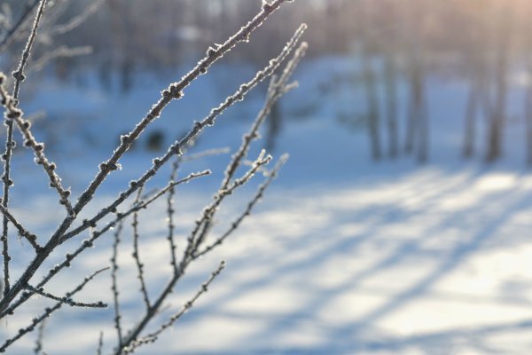 Выеточки ЗИМАКОРИЧНЕВЫЙ голубой