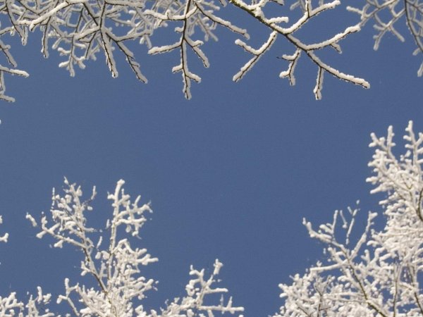 Ветки в снегу