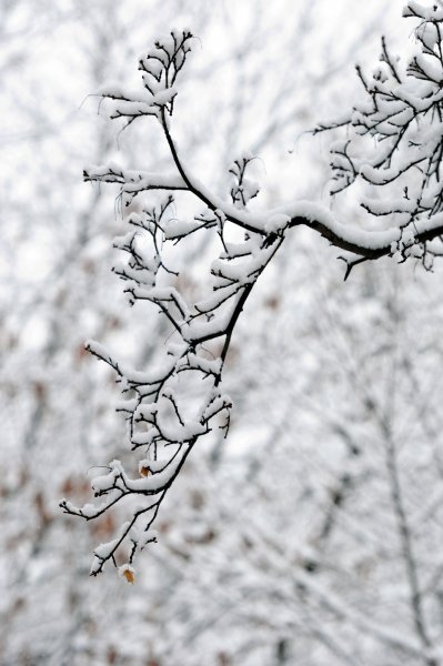 Заснеженная ветка