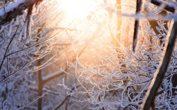 Зимние ветки в снегу