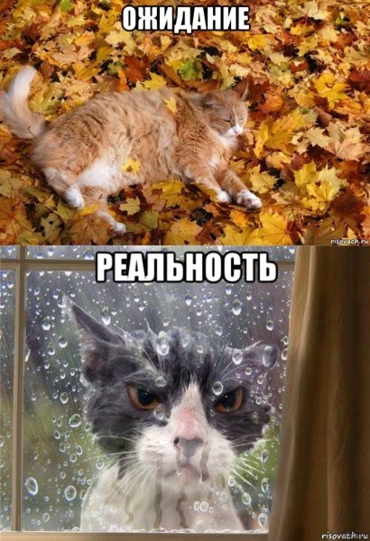 Мемы про осень