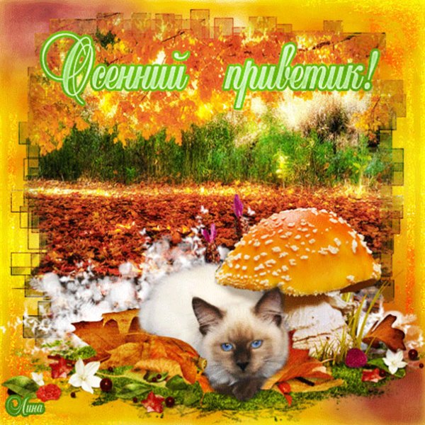 Осенний приветик красивые