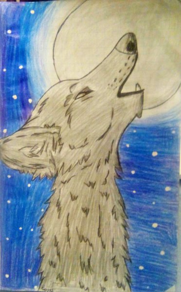 Волк воет на луну рисунок