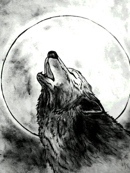 Рисунки Волков для срисовки