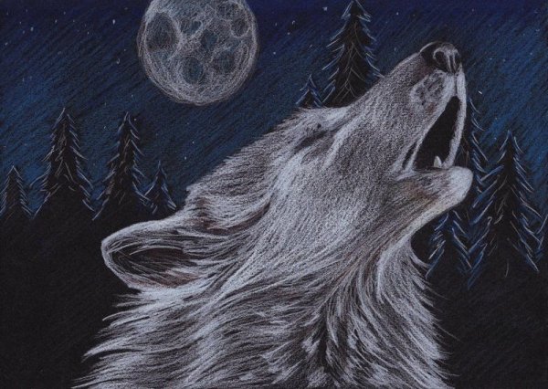 Волк воет на луну карандашом