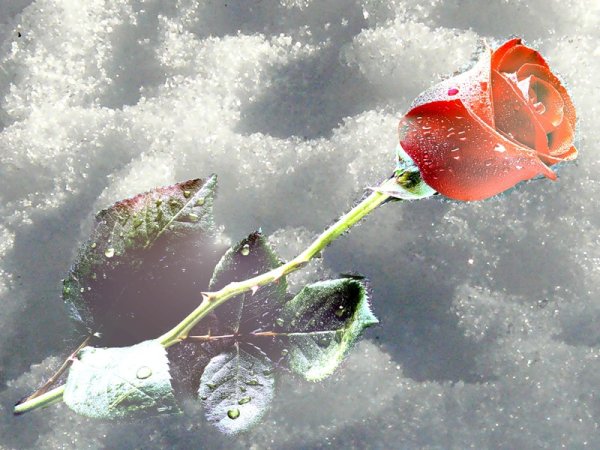 Роза во льду