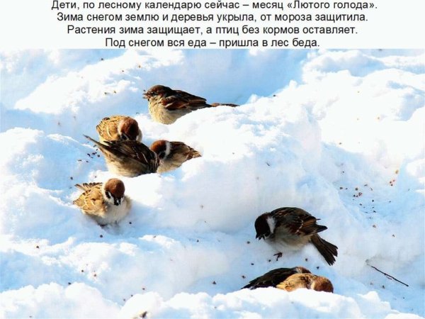 Птицы под снегом