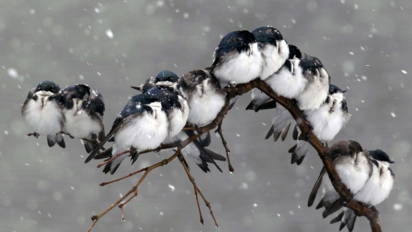 Птицы на снегу
