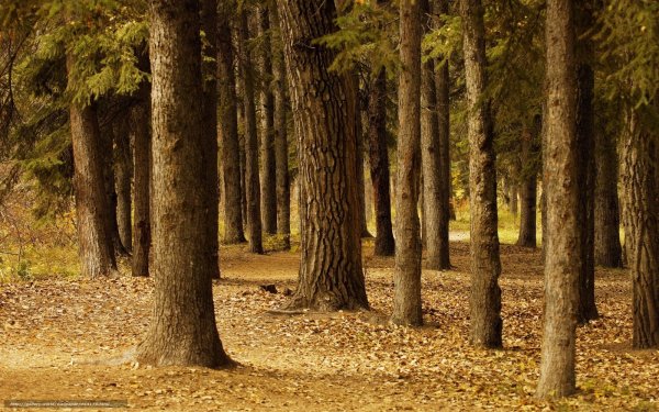 Осень в хвойном лесу