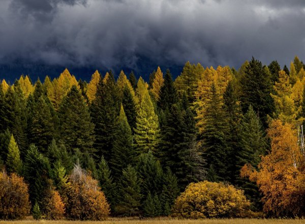 Пенсильвания США хвойный лес