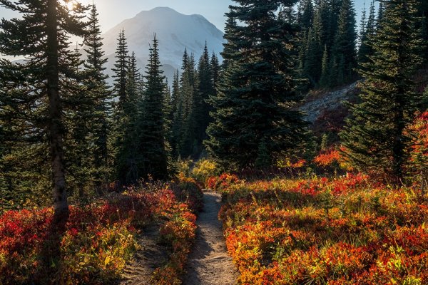 Еловый лес осень горы
