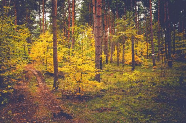 Осень в Сосновом лесу