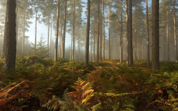 Сосновый лес чаща