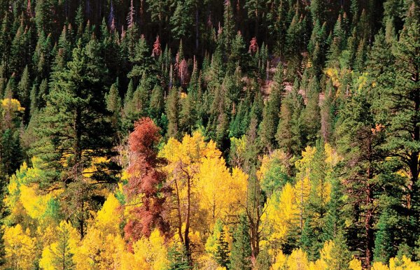 Смешанные хвойно-широколиственные леса